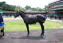 �÷��û�Ÿ (FLASHY SANTA) ����