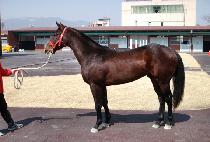 �ٸ� (GEULLI) ����