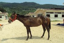 ���� (JINGYEONG) ����