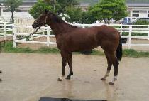 �������̴� (THUNDER RIDER) ����