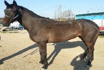 CHAMPION HOLDER picture