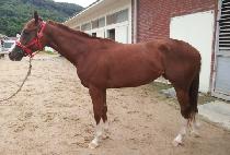 ��õ�� (SAECHEONDUNG) ����