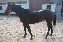 ���ƿ����� (DOLAON JEWANG) ����