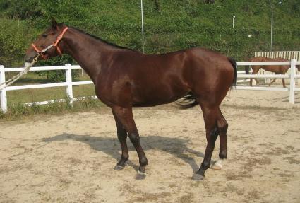 ���������� ����