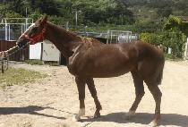 ����ε� (BLUE ROAD) ����