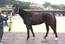 ������� (LONDON YAKSOK) ����