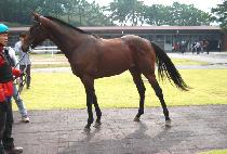 ���ͼ����̼� (VICTOR SENSATION) ����