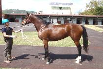 �����ġ (GOLD TOUCH) ����