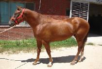 �������� (THUNDER ALPHA) ����