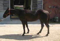 ��ȣƯ�� (DAEHO TEUKGEUP) ����