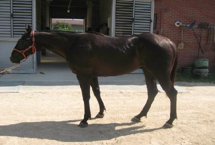 ��ȣƯ�� ����