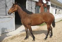 �ϵ�� (ILDEUNGGEUP) ����