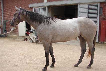 ������ŷ ����