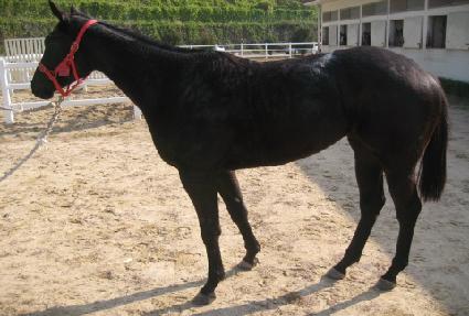 ����Ʈ���Ͼ� ����