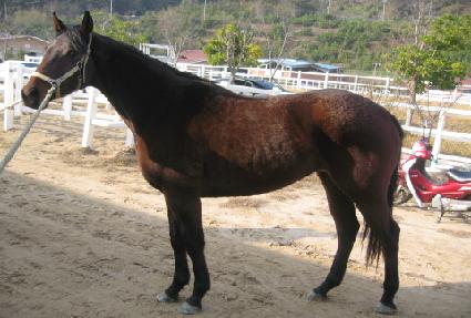 �ݹ� ����