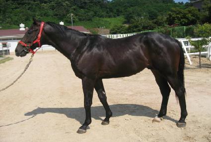 �����Ƿ��̽� ����