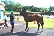 �����̳� (POBI REINA) ����