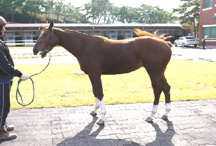 �ָ�Ư�� ����