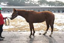 �ö���Ƽ�� (FLYING TICKET) ����