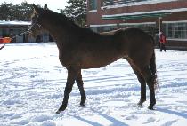 ��콺�ڽ�Ʈ (SOUTH COAST) ����