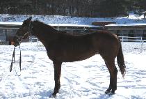 ��콺���� (SOUTH LAND) ����