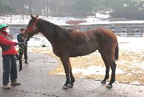 ������Ų�� (WARREN DICKENS) ����