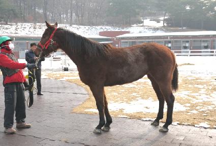 ������Ų�� ����