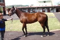 �� (SANTE) ����