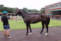 �ڽ�Ÿ���� (COSTA DE WING) ����