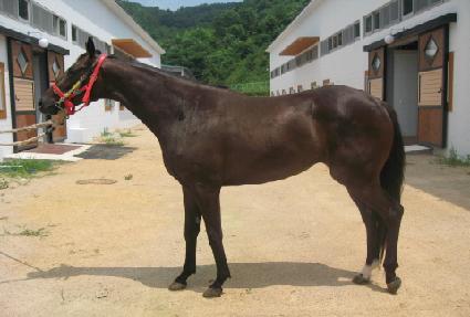 ���̷���� ����