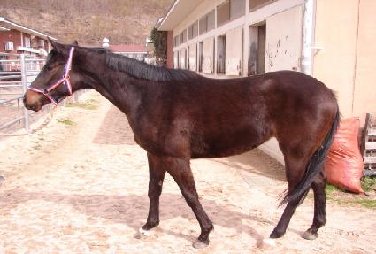 ��������� ����