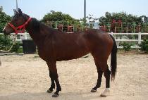 ���ǹ��̷��� (HAPPY VIRUS) ����