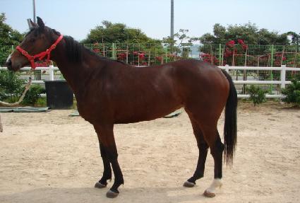 ���ǹ��̷��� ����