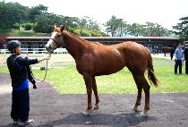 LUCKY SHERRY picture