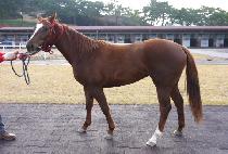 ���ϳ� (OHANA) ����