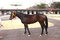 ������ (DEOSEN GIRL) ����