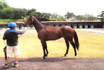 ������ (POBI REY) ����