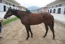 �ö��׽���ũ (FLYING SPARK) ����