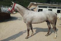 �����ѿ�� (CHALLANHAN USEUNG) ����