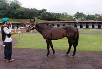 �����н� (POBI SURPASS) ����