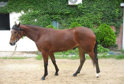 �¸������� ����