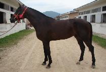 ���ϵ���� (WILD BURNING) ����