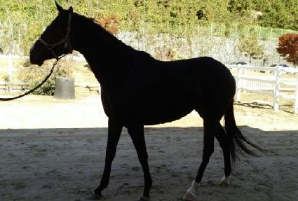 ����ȣũ ����