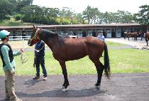 ���絵 (MUSADO) ����