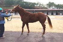 ��Ű�׸��� (LUCKY TARIAT) ����