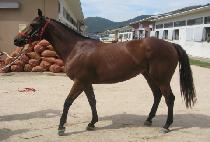 �ǹ�ȣũ (SILVER HAWK) ����