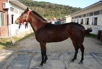 ���ȣũ (GOLD HAWK) ����