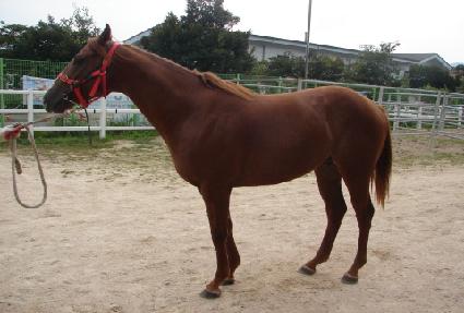 ���ϵ�ȣũ ����