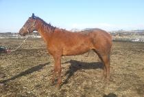 ��Ʈ���ī (MATRYOSHKA) ����