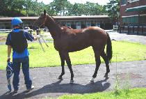 ��Ÿ�̰� (STEIGER) ����